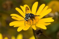 Thyreus caeruleopunctatus