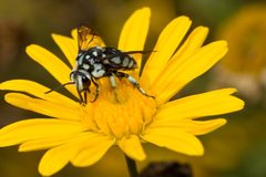 Thyreus caeruleopunctatus