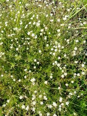 Spergula