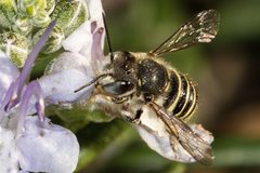 Pseudoanthidium repetitum