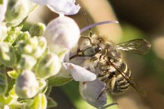 Pseudoanthidium repetitum