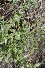Penstemon pruinosus