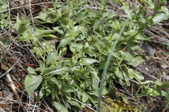 Penstemon pruinosus