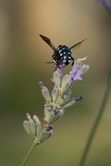 Thyreus caeruleopunctatus