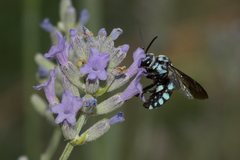 Thyreus caeruleopunctatus