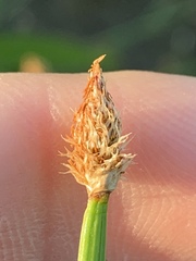 Eleocharis bifida