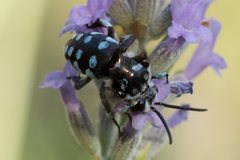 Thyreus caeruleopunctatus