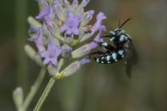 Thyreus caeruleopunctatus