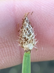 Eleocharis bifida