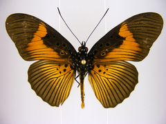 Pseudacraea eurytus eurytus