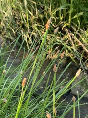 Eleocharis bifida