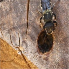 Megachile ferox
