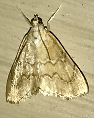 Glaphyria sesquistrialis