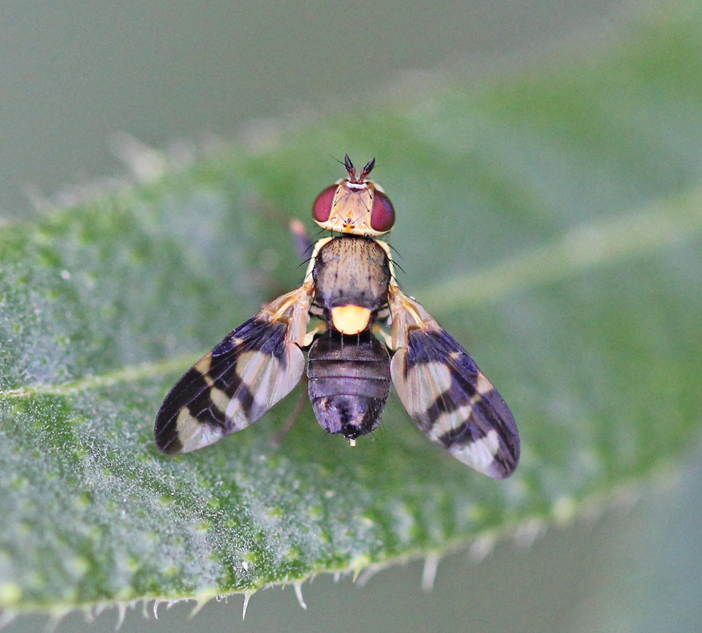 Urophora variabilis