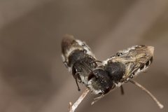 Megachile ferox