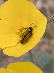 Eupompha schwarzi