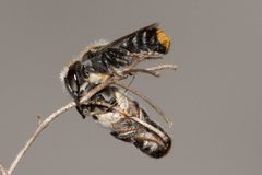Megachile ferox
