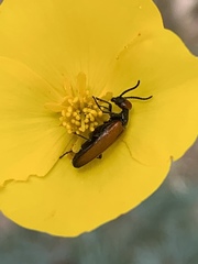 Eupompha schwarzi