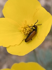 Eupompha schwarzi