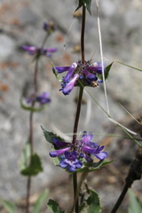 Penstemon pruinosus