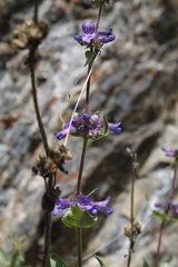 Penstemon pruinosus