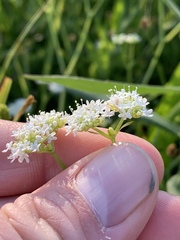 Valerianella umbilicata