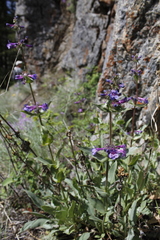 Penstemon pruinosus