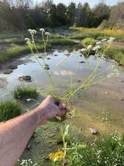 Valerianella umbilicata