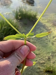 Valerianella umbilicata