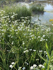 Valerianella umbilicata