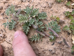 Astragalus nyensis