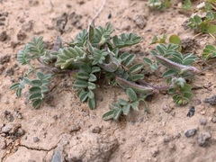 Astragalus nyensis