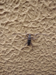 Eburia