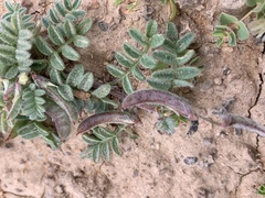 Astragalus nyensis
