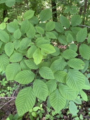 Cladrastis kentukea