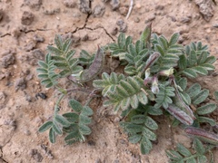Astragalus nyensis