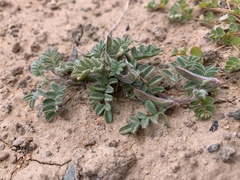 Astragalus nyensis