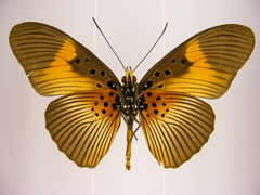 Pseudacraea eurytus eurytus