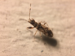 Neopamera albocincta