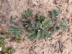 Astragalus nyensis