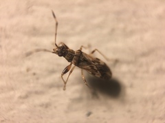 Neopamera albocincta