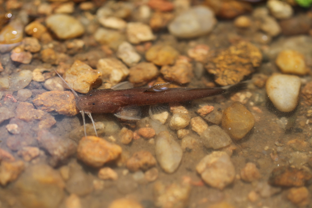 Amphilius nigricaudatus