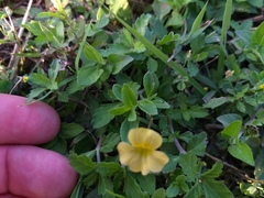 Mecardonia vandellioides