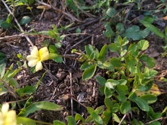 Mecardonia vandellioides