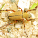 Macrodactylus subspinosus - Photo (c) Katja Schulz, algunos derechos reservados (CC BY)