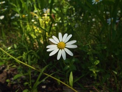 Astranthium integrifolium