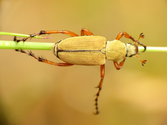 Macrodactylus subspinosus