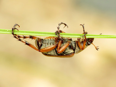 Macrodactylus subspinosus