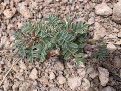 Astragalus nyensis