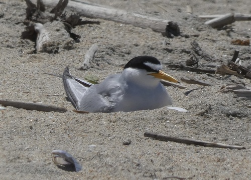 Charrancito americano (Sternula antillarum)